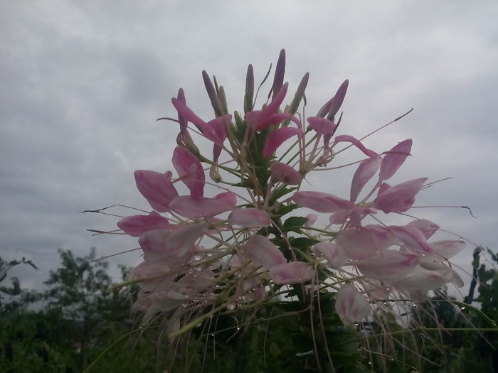 IMG_20150821_110513 - 2015 Flori in  gradina