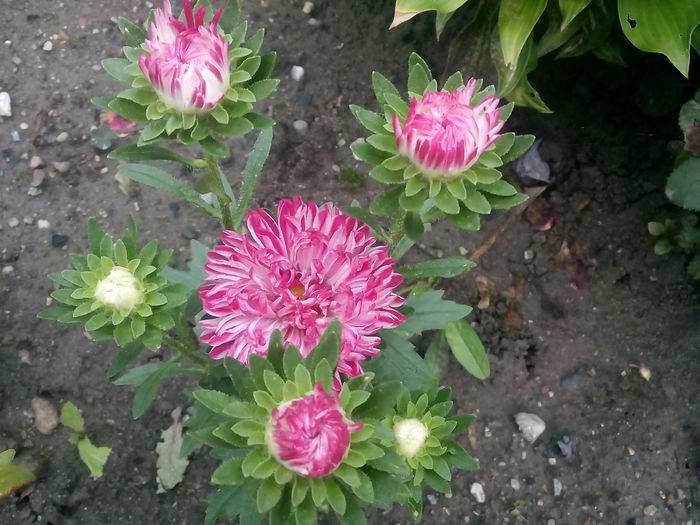 IMG_20150821_110947 - 2015 Flori in  gradina