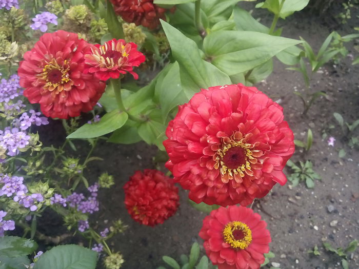 IMG_20150821_111003 - 2015 Flori in  gradina