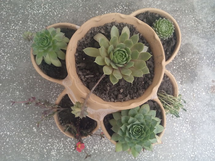 IMG_20150821_111151 - 2015 Flori in  gradina