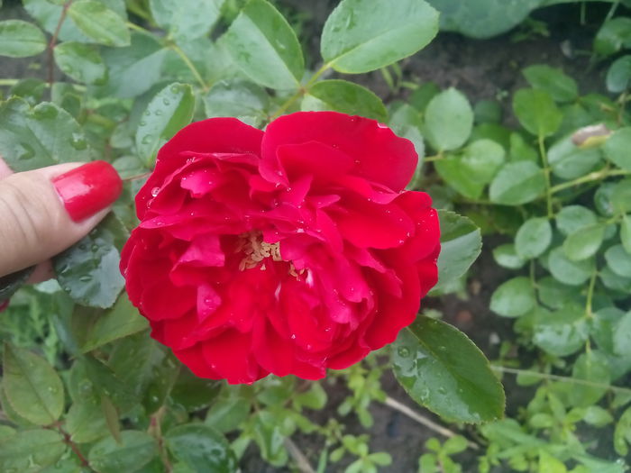 Florentina-prima floare