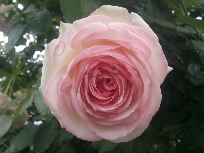 Eden Rose - 2015 Trandafiri II