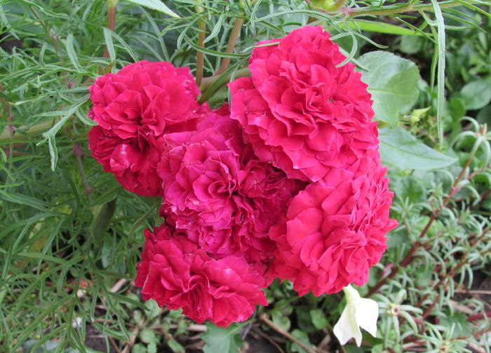 Red Leonardo da Vinci