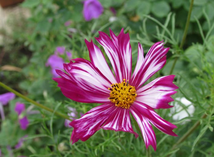 18 aug, cosmos - 2015 plantele mele - III