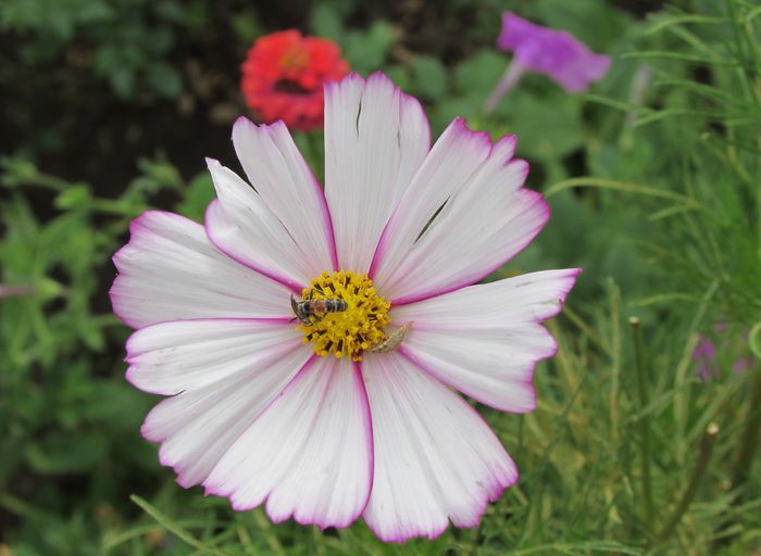 cosmos - 2015 plantele mele - III