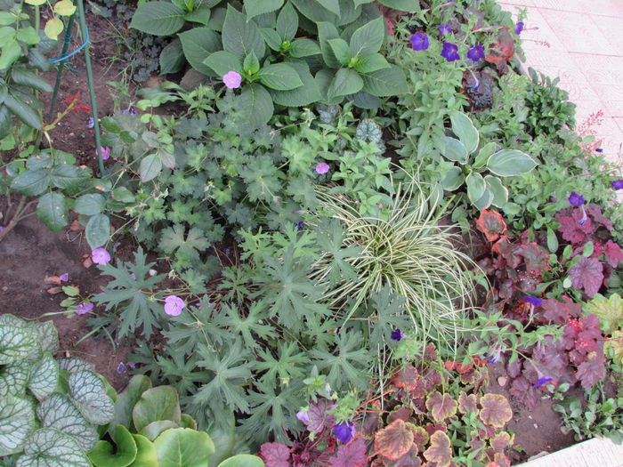 18 august - 2015 plantele mele - III