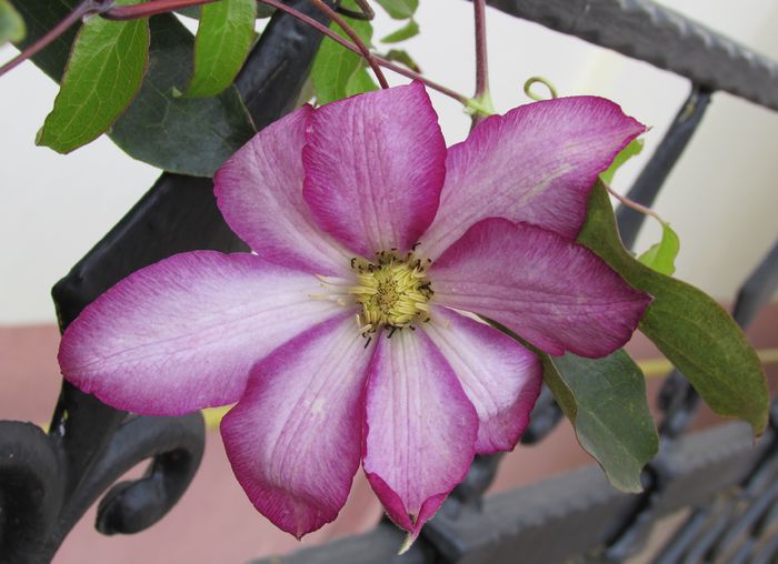 clematis Betty Risdon - 2015 plantele mele - III
