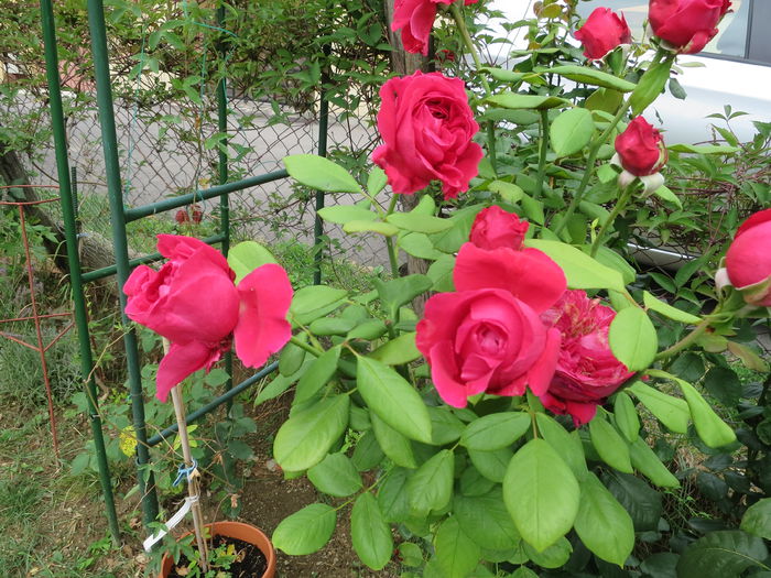 IMG_3752 - Alain Souchon 2015