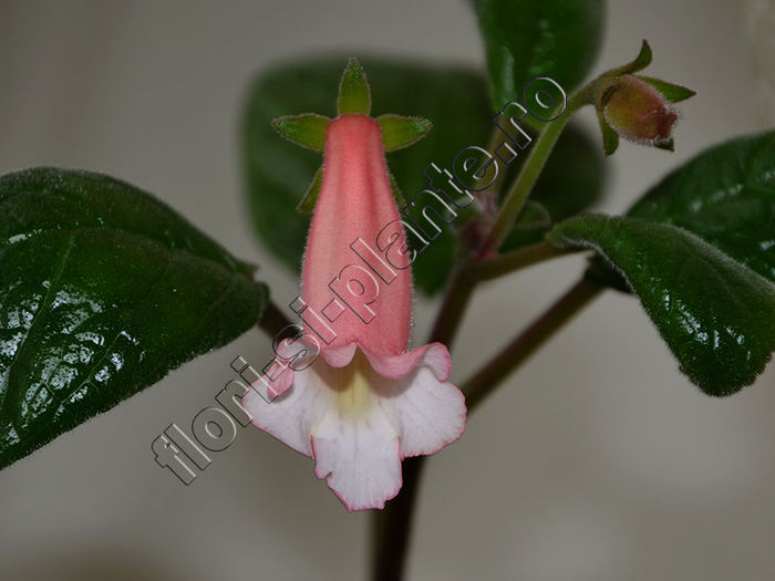 New 2015 - Sinningia Luci s Pink Coral - GLOXINIA_SINNINGIA - Hibrizii mei -My hybrids