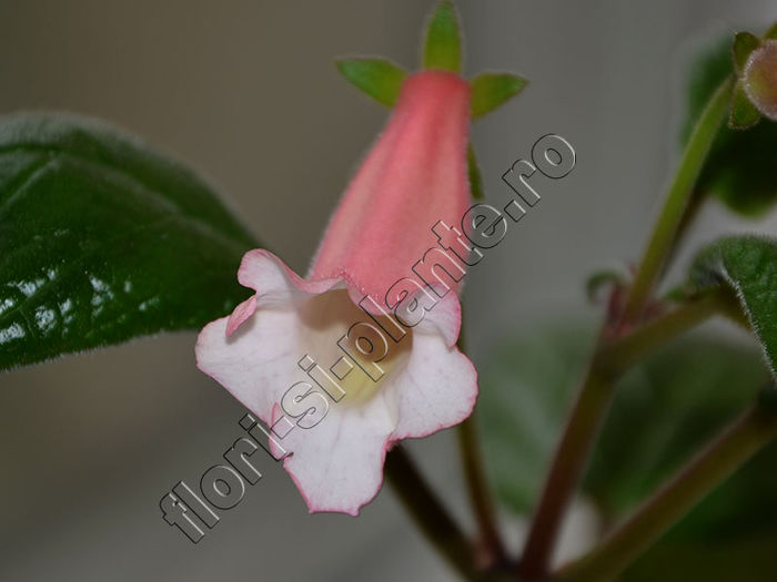 New 2015 - Sinningia Luci s Pink Coral - GLOXINIA_SINNINGIA - Hibrizii mei -My hybrids