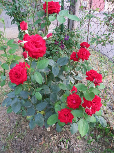 IMG_3259 - Barkarole 2015