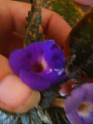 purple king - GENUL Achimenes