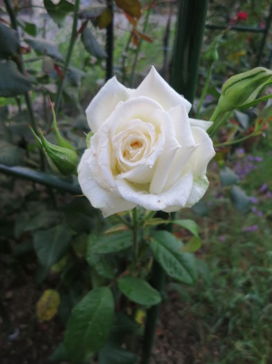 IMG_2583 - Polarstern 2015