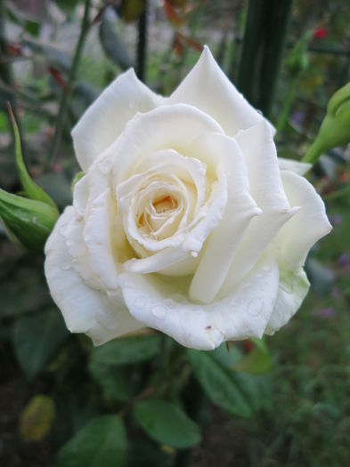 IMG_2584 - Polarstern 2015