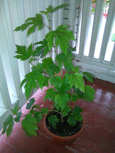 Orange - Hibiscusi 2015