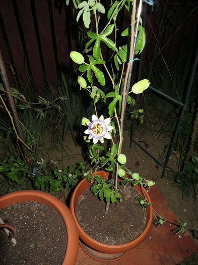 IMG_2095 - Passiflora 2015