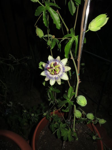 IMG_2096 - Passiflora 2015