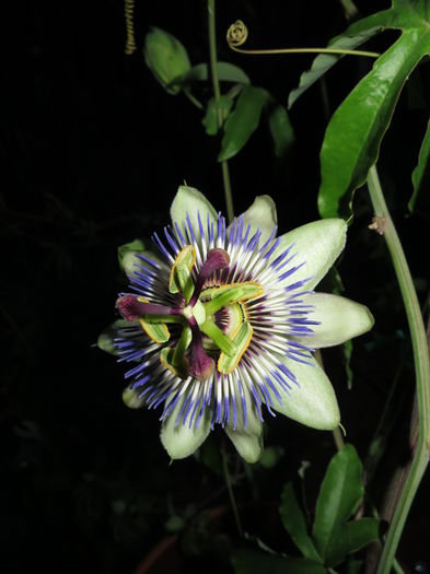 IMG_2100 - Passiflora 2015