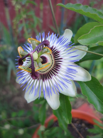 IMG_2333 - Passiflora 2015