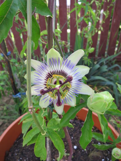 IMG_2356 - Passiflora 2015