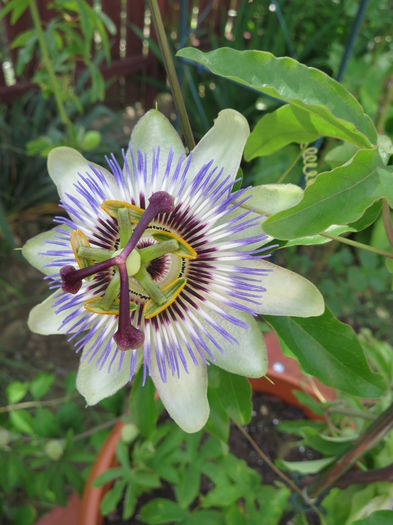 IMG_2358 - Passiflora 2015