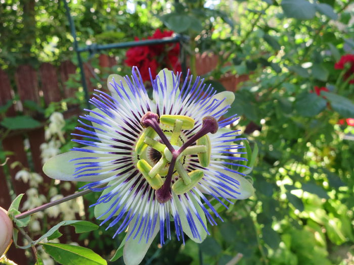 IMG_2674 - Passiflora 2015