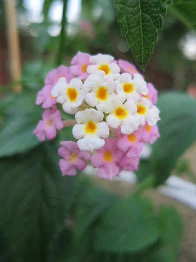 IMG_2568 - Lantana camara