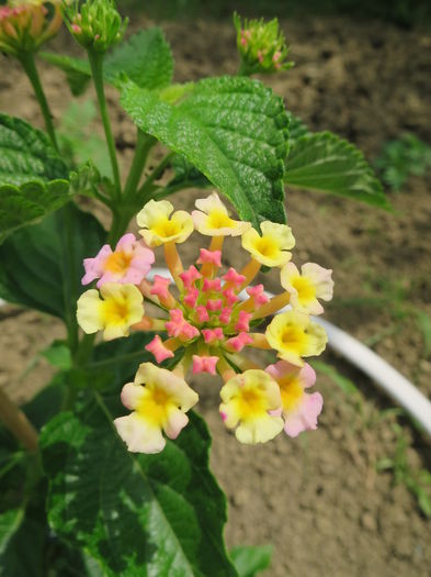 IMG_2451 - Lantana camara