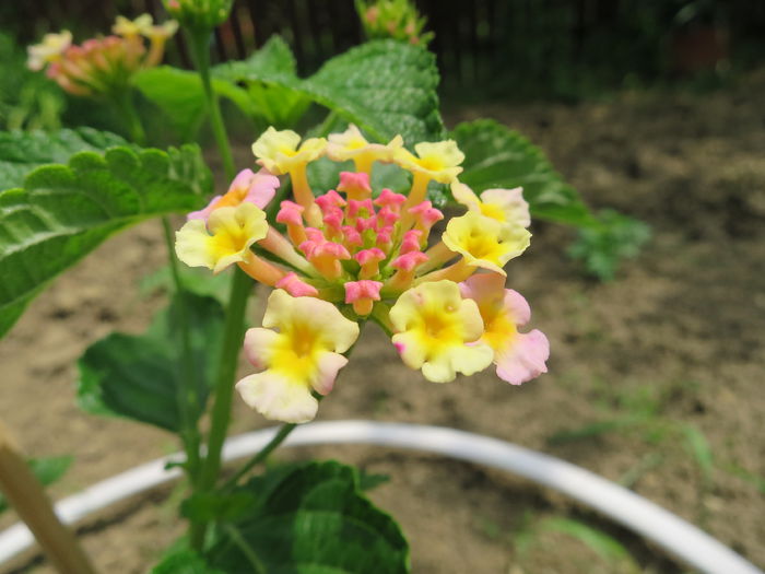 IMG_2452 - Lantana camara