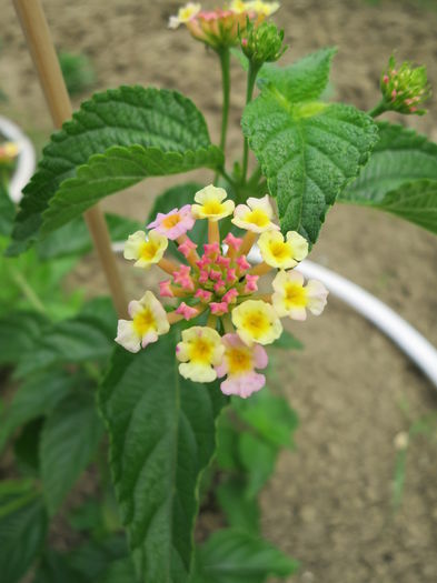 IMG_2477 - Lantana camara