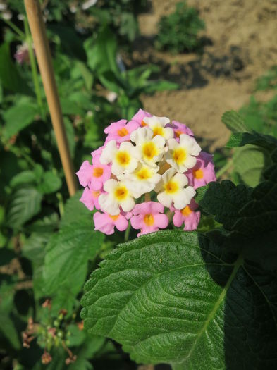 IMG_2540 - Lantana camara