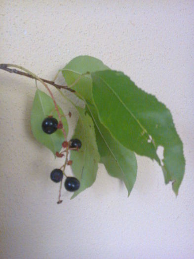 prunus serotina - 0 0 Arbusti fructiferi 2017-2018