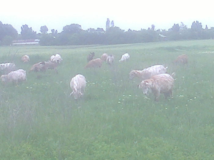 Fotografie0666 - Capre dupa stabulatie