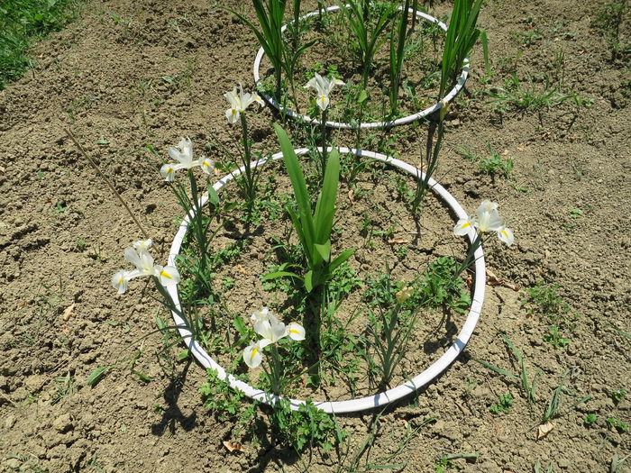 IMG_1771 - Irisi 2015