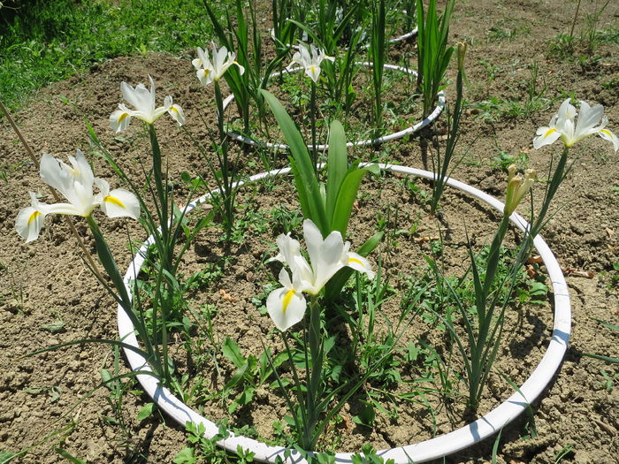 IMG_1772 - Irisi 2015