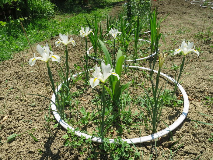 IMG_1773 - Irisi 2015