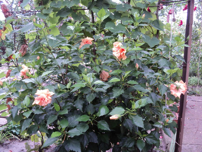 DSC03058 - hibiscusi 2015