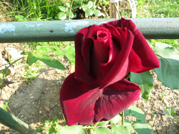 IMG_1389 - Papa Meilland 2015