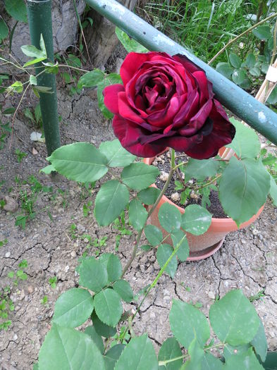 IMG_1451 - Papa Meilland 2015