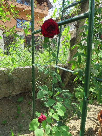 IMG_2927 - Papa Meilland 2015