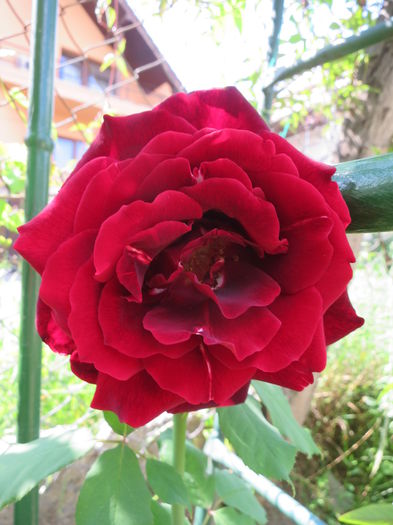 IMG_2928 - Papa Meilland 2015