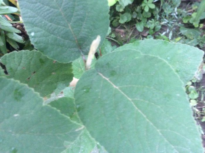 image - plante de gradina