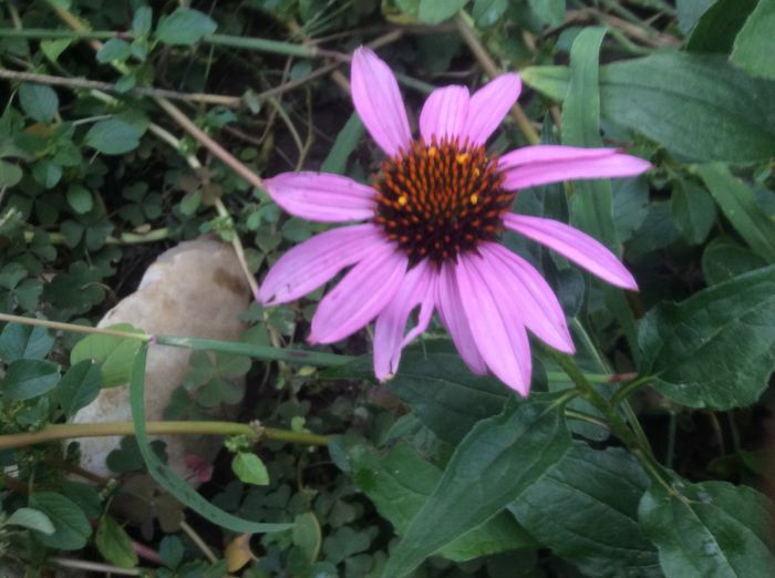 image - plante de gradina