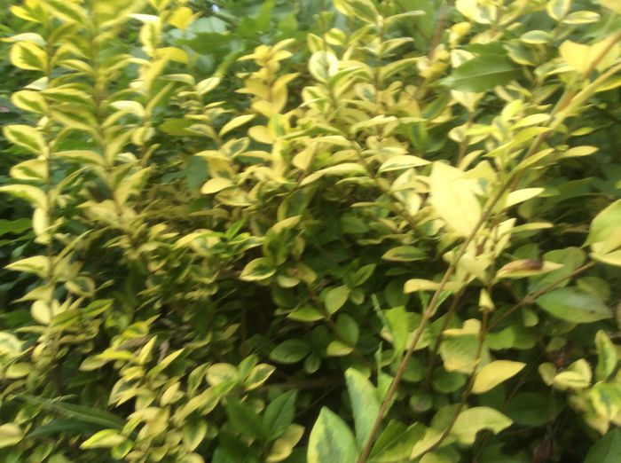 image - plante de gradina
