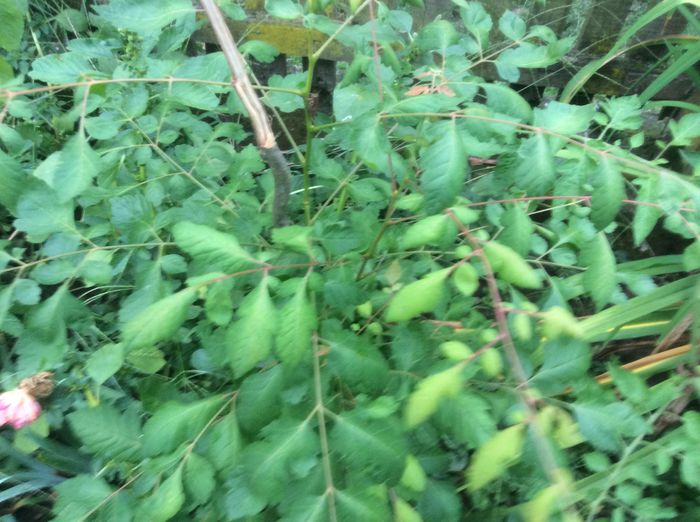 image - plante de gradina