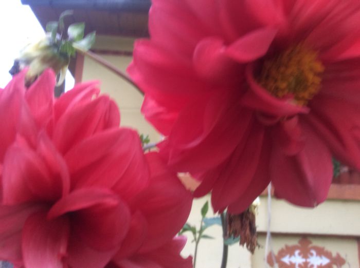 image - plante de gradina