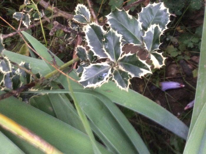 image - plante de gradina