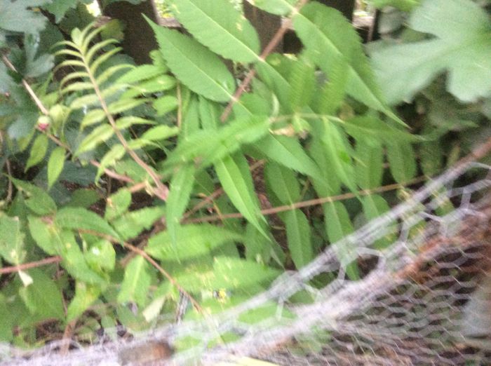 image - plante de gradina