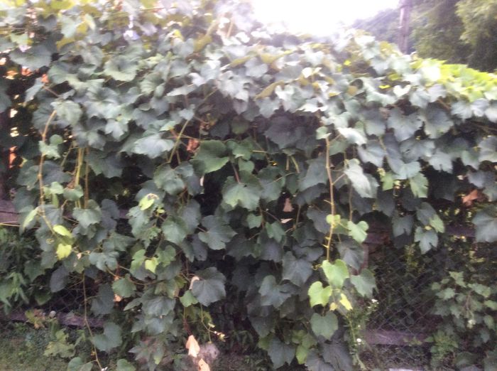 image - plante de gradina