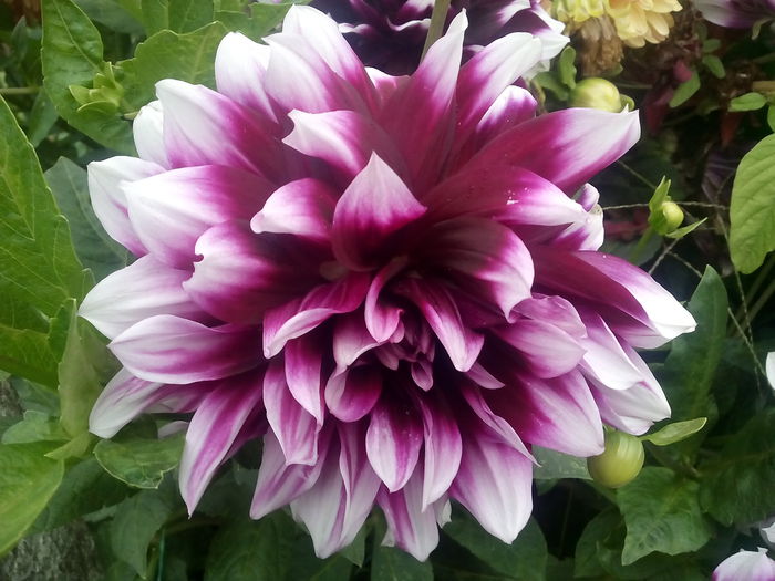 IMG_20150821_185013 - 2015 Flori in  gradina